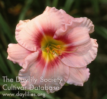 Daylily Glorious Thought